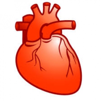 disegno cuore